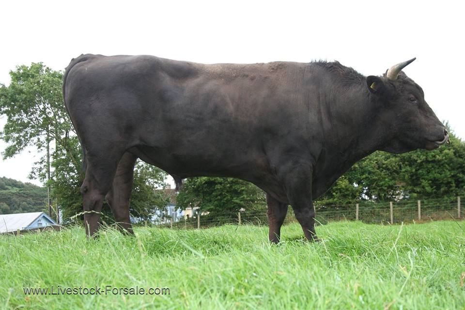 Wagyu and other beef cattle for sale.