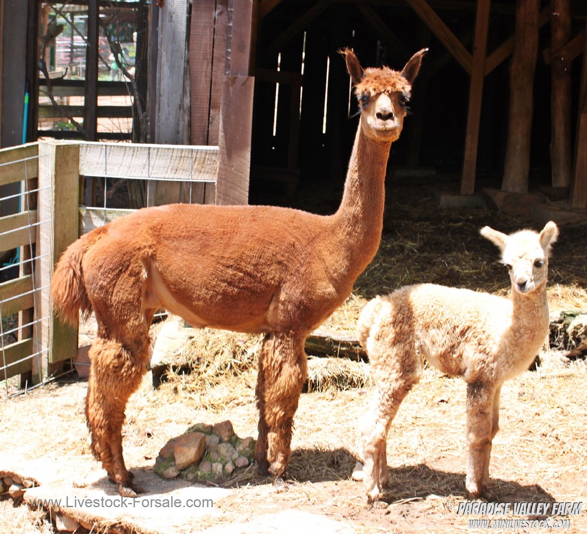 Llama & Alpacas for saleprices range