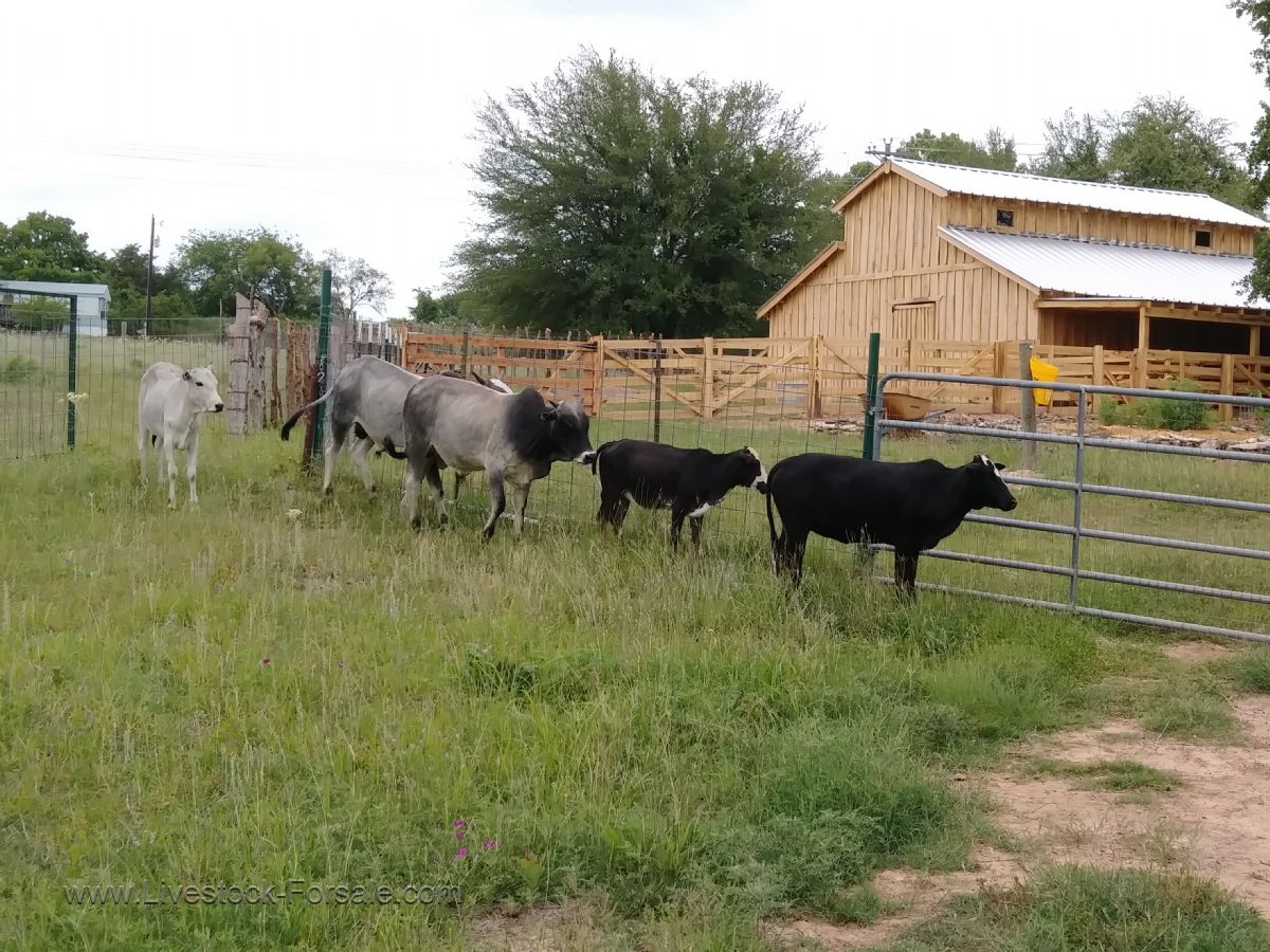 Miniature Zebu For Sale