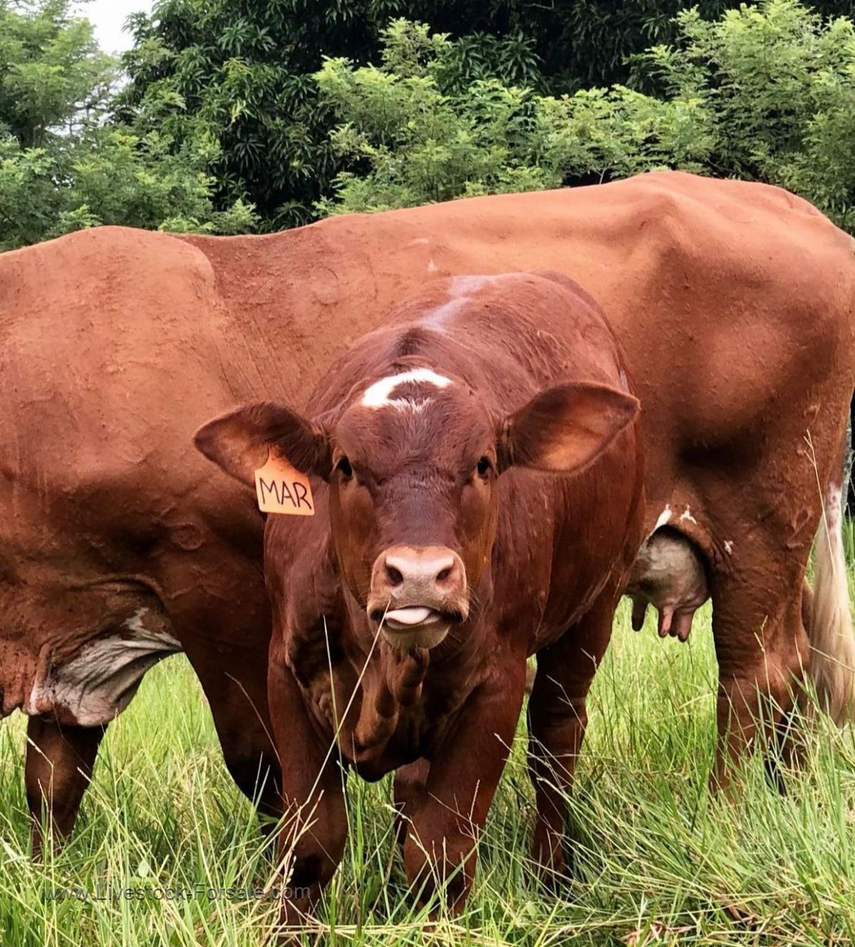 livestock for sale(bulls ,goats,sheep)