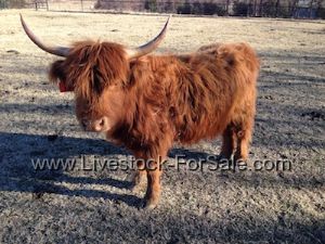 scottish highland cattle for sale north carolina scottish highland cattle for sale north carolina