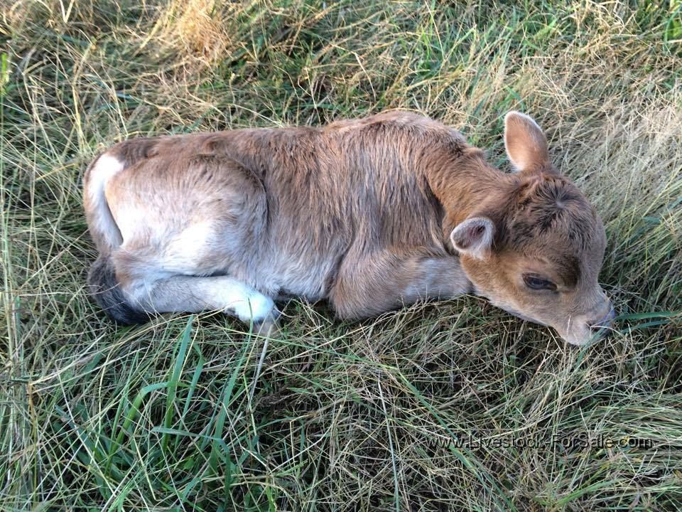 Mini Jersey cross bull calves, zebu bull