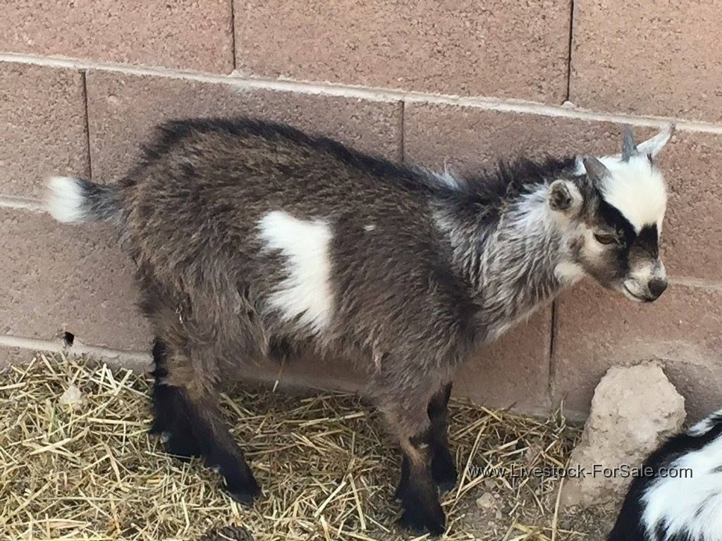 NIgerian Dwarf/Pygmy cross buckling