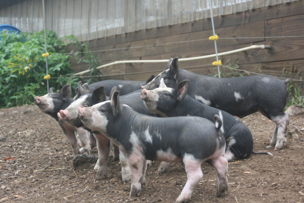 Berkshire feeder pigs and market hogs