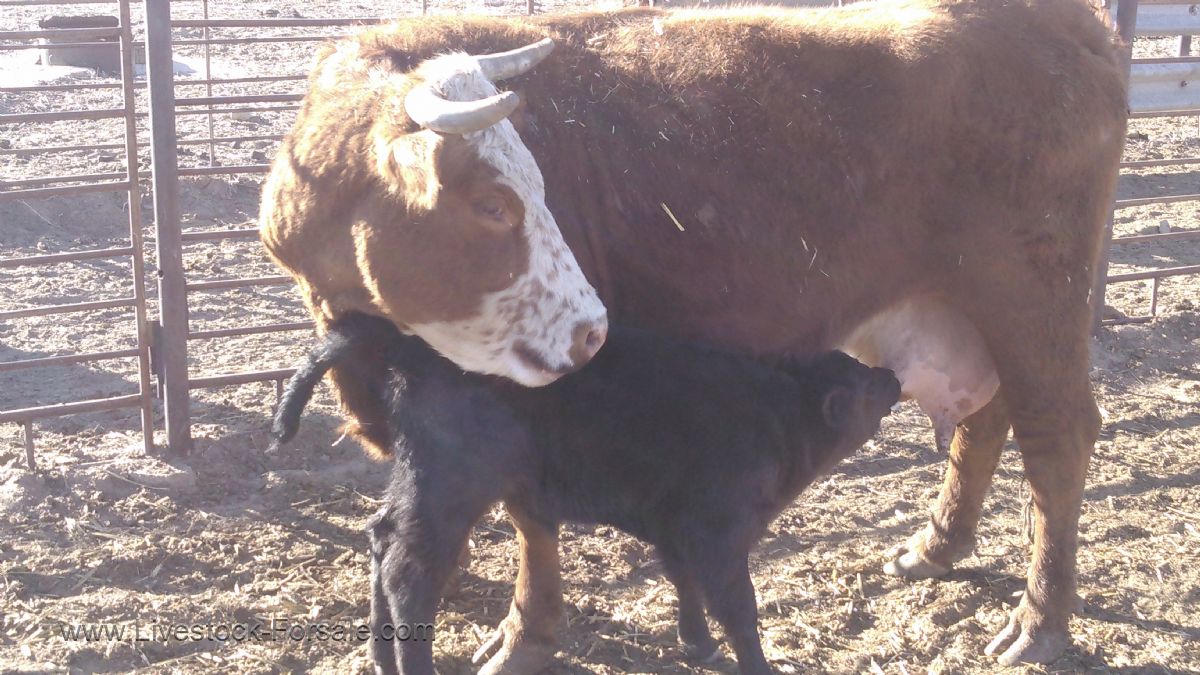 Cow calf pairs for sale
