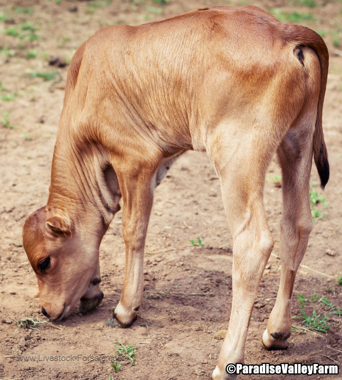 Mini Zebu Cows for sale!
