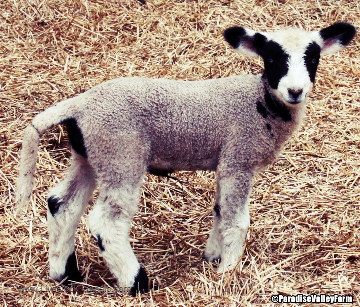 Mini Sheep for saleDifferent Breeds!