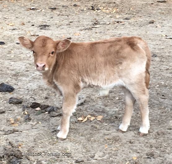 small beef cattle lowline x zebu