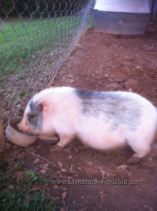 Miniature Potbelly Pig for Sale!